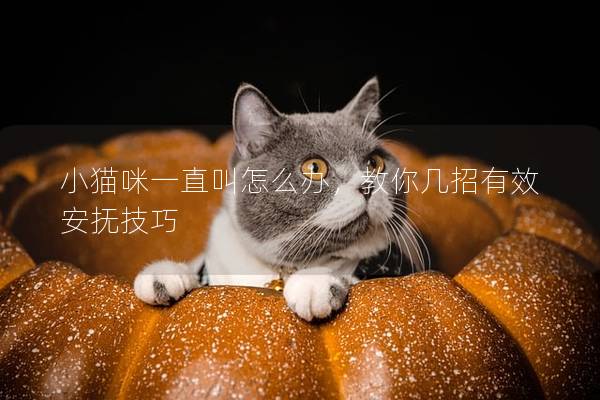 小猫咪一直叫怎么办，教你几招有效安抚技巧