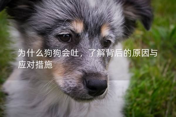 为什么狗狗会吐，了解背后的原因与应对措施