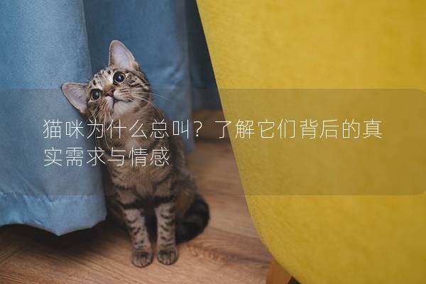 猫咪为什么总叫？了解它们背后的真实需求与情感