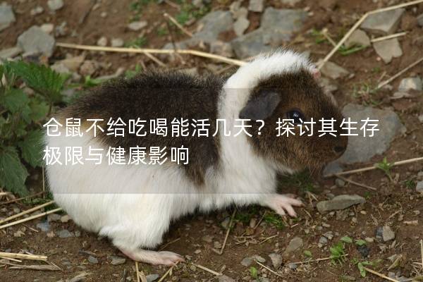 仓鼠不给吃喝能活几天？探讨其生存极限与健康影响