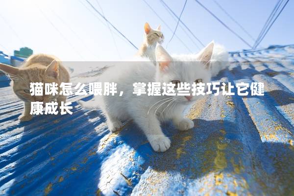 猫咪怎么喂胖，掌握这些技巧让它健康成长