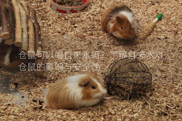 仓鼠可以喝自来水吗？了解自来水对仓鼠的影响与安全性