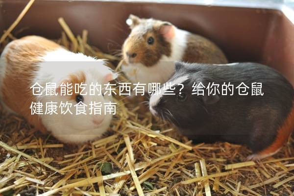 仓鼠能吃的东西有哪些？给你的仓鼠健康饮食指南