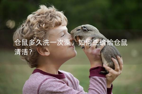 仓鼠多久洗一次澡，如何正确给仓鼠清洁？