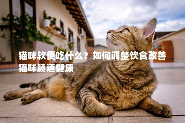猫咪软便吃什么？如何调整饮食改善猫咪肠道健康