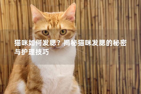 猫咪如何发腮?揭秘猫咪发腮的秘密与护理技巧 猫咪如何发腮?揭秘猫咪发腮的秘密与护理技巧