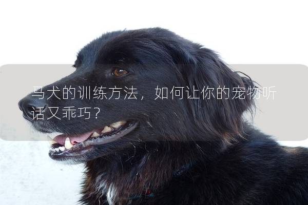马犬的训练方法，如何让你的宠物听话又乖巧？