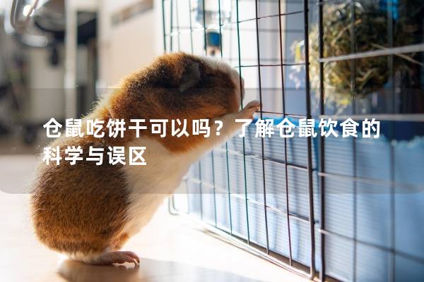 仓鼠吃饼干可以吗？了解仓鼠饮食的科学与误区