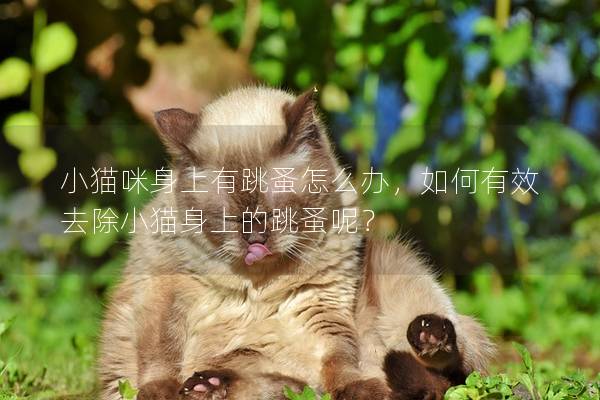 小猫咪身上有跳蚤怎么办，如何有效去除小猫身上的跳蚤呢？