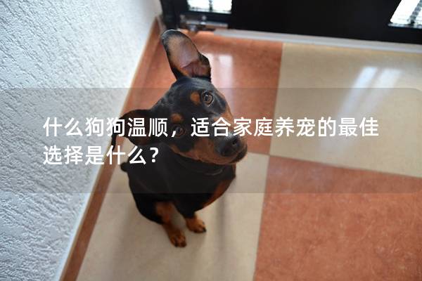什么狗狗温顺,适合家庭养宠的最佳选择是什么? 什么狗狗温顺,适合家庭养宠的最佳选择是什么?