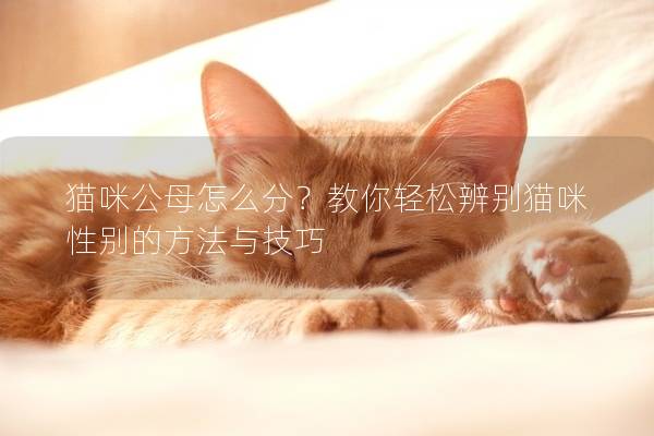 猫咪公母怎么分？教你轻松辨别猫咪性别的方法与技巧