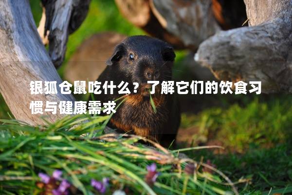 银狐仓鼠吃什么？了解它们的饮食习惯与健康需求