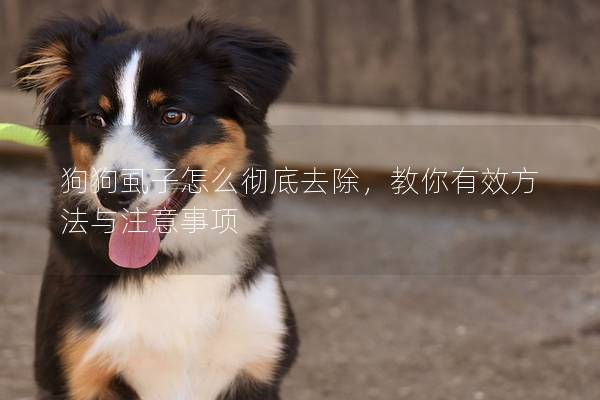 狗狗虱子怎么彻底去除，教你有效方法与注意事项