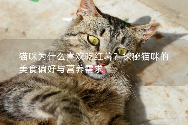 猫咪为什么喜欢吃红薯？探秘猫咪的美食偏好与营养需求