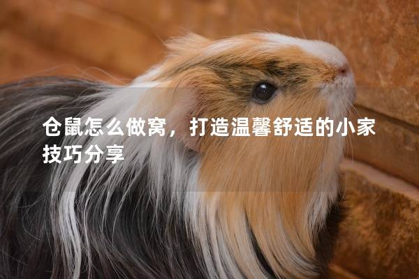 仓鼠怎么做窝，打造温馨舒适的小家技巧分享