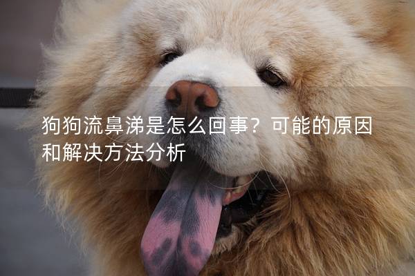 狗狗流鼻涕是怎么回事?可能的原因和解决方法分析 狗狗流鼻涕是怎么回事?可能的原因和解决方法分析