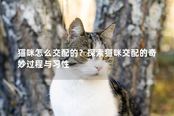 猫咪怎么交配的？探索猫咪交配的奇妙过程与习性