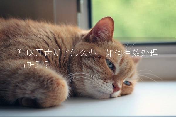 猫咪牙齿断了怎么办，如何有效处理与护理？