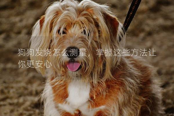 狗狗发烧怎么测量，掌握这些方法让你更安心