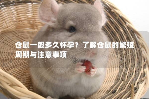 仓鼠一般多久怀孕？了解仓鼠的繁殖周期与注意事项