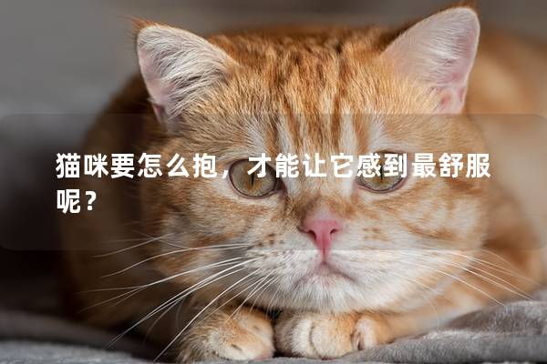 猫咪要怎么抱，才能让它感到最舒服呢？