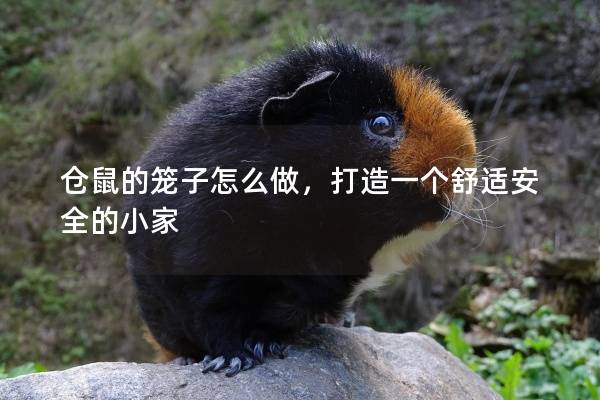 仓鼠的笼子怎么做，打造一个舒适安全的小家
