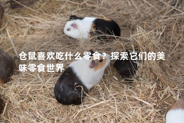 仓鼠喜欢吃什么零食？探索它们的美味零食世界