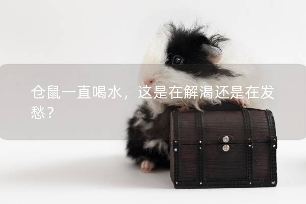 仓鼠一直喝水，这是在解渴还是在发愁？
