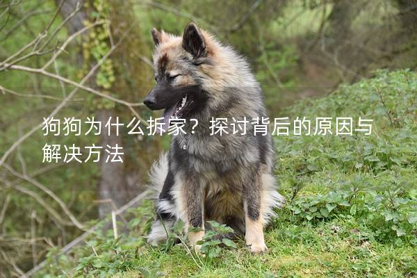 狗狗为什么拆家？探讨背后的原因与解决方法