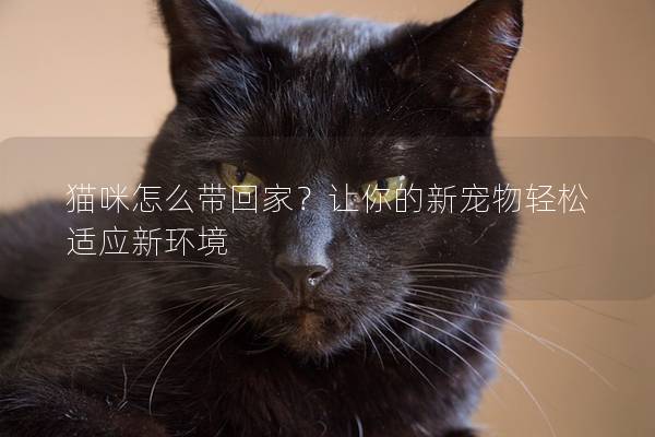 猫咪怎么带回家？让你的新宠物轻松适应新环境