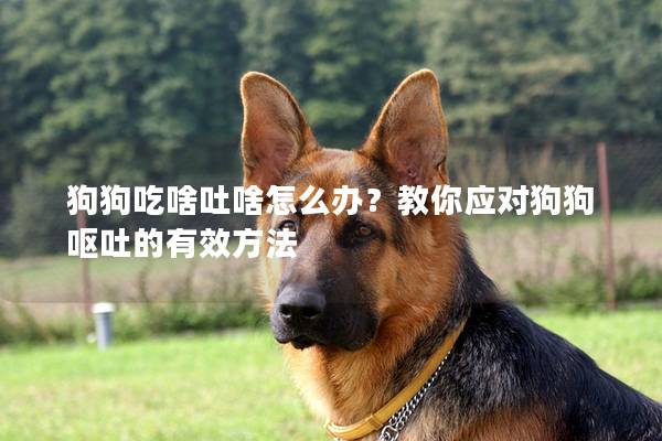 狗狗吃啥吐啥怎么办？教你应对狗狗呕吐的有效方法