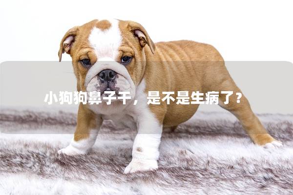 小狗狗鼻子干，是不是生病了？