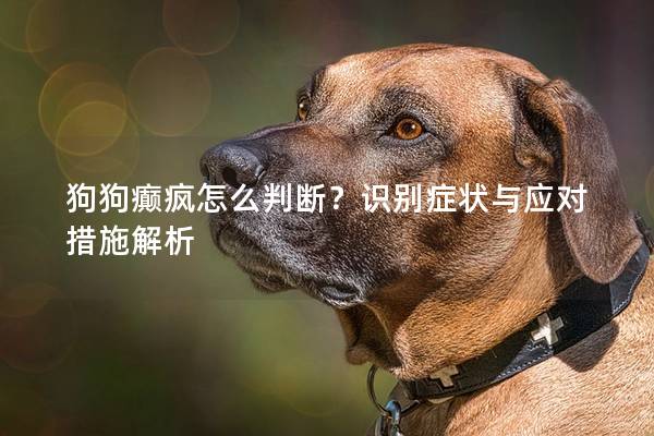 狗狗癫疯怎么判断？识别症状与应对措施解析
