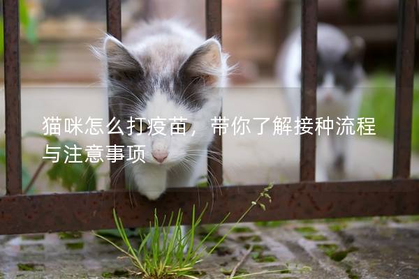 猫咪怎么打疫苗，带你了解接种流程与注意事项