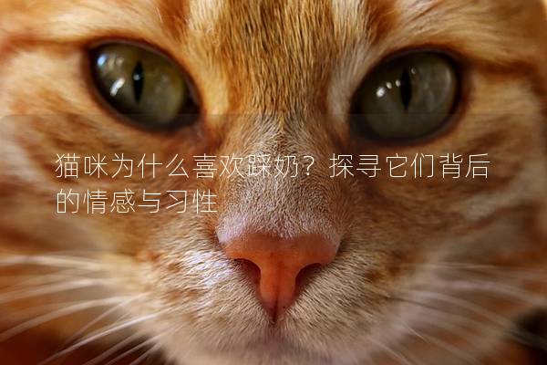 猫咪为什么喜欢踩奶？探寻它们背后的情感与习性
