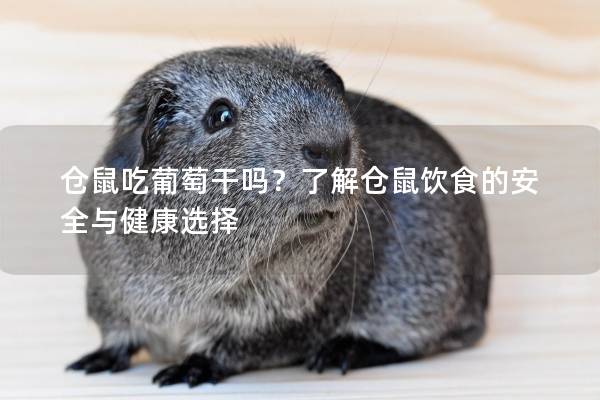 仓鼠吃葡萄干吗？了解仓鼠饮食的安全与健康选择