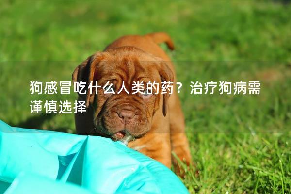 狗感冒吃什么人类的药?治疗狗病需谨慎选择 狗感冒吃什么人类的药?治疗狗病需谨慎选择
