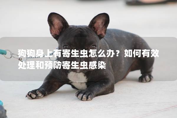 狗狗身上有寄生虫怎么办？如何有效处理和预防寄生虫感染