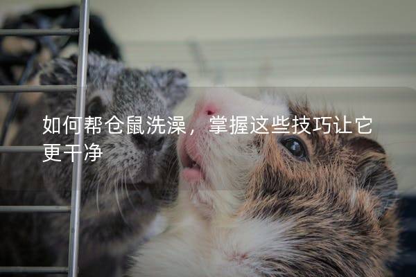 如何帮仓鼠洗澡，掌握这些技巧让它更干净