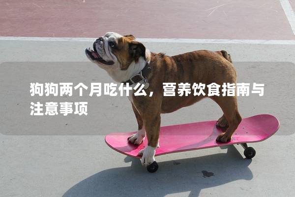 狗狗两个月吃什么，营养饮食指南与注意事项