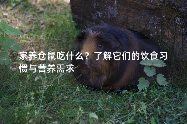 家养仓鼠吃什么？了解它们的饮食习惯与营养需求