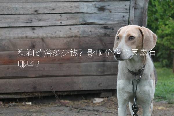 狗狗药浴多少钱？影响价格的因素有哪些？
