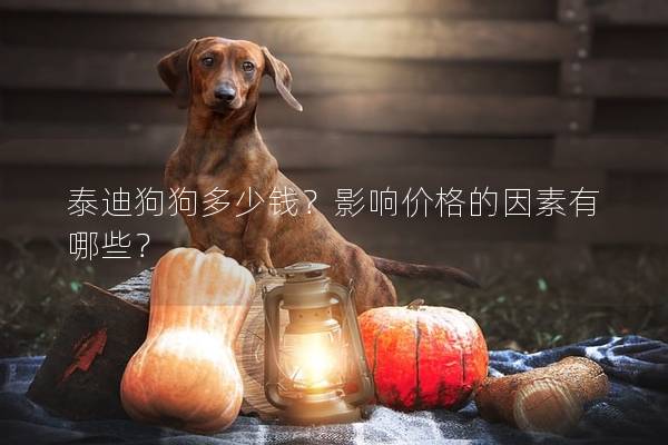 泰迪狗狗多少钱?影响价格的因素有哪些? 泰迪狗狗多少钱?影响价格的因素有哪些?
