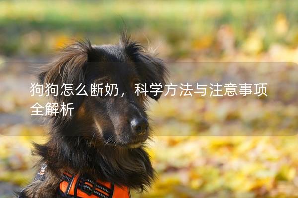 狗狗怎么断奶，科学方法与注意事项全解析