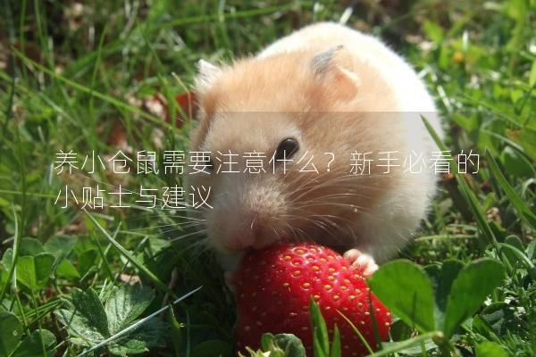 养小仓鼠需要注意什么？新手必看的小贴士与建议
