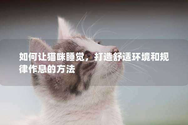 如何让猫咪睡觉，打造舒适环境和规律作息的方法