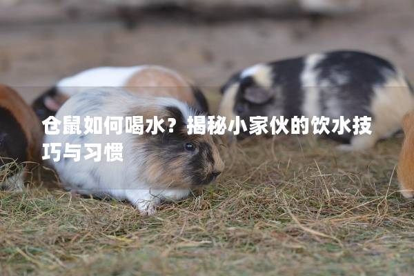 仓鼠如何喝水？揭秘小家伙的饮水技巧与习惯