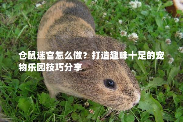 仓鼠迷宫怎么做？打造趣味十足的宠物乐园技巧分享