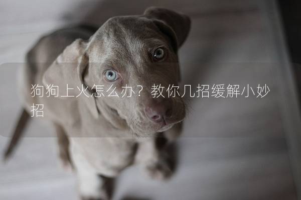 狗狗上火怎么办？教你几招缓解小妙招
