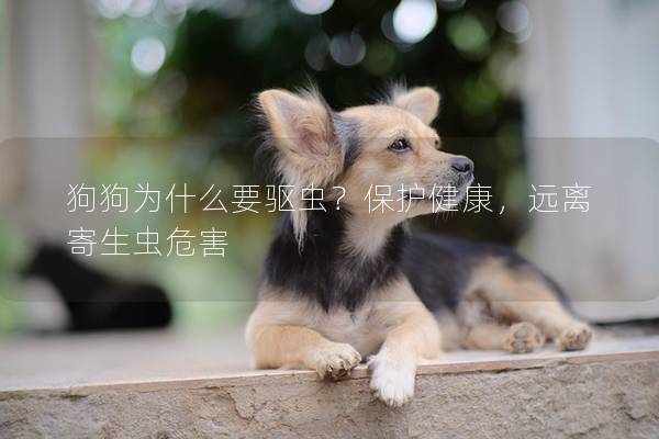 狗狗为什么要驱虫？保护健康，远离寄生虫危害